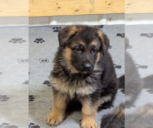 German Shepherd Dog Litter for sale in BRADFORD, OH, USA