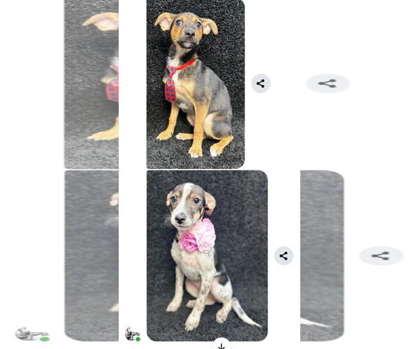 Medium Photo #3 Chihuahua-Unknown Mix Puppy For Sale in New London, WI, USA