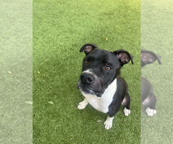 Medium Photo #3 Boxer-Unknown Mix Puppy For Sale in Hilton Head, SC, USA