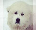 Small Photo #3 Great Pyrenees Puppy For Sale in TOWNSEND, MA, USA