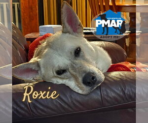 Roxie - Female Siberian Husky-Unknown Mix Dog for Adoption - Photo #3
