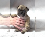 Small Photo #7 French Bulldog Puppy For Sale in CEDAR HILL, TX, USA