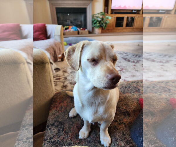 Medium Photo #13 Daug Puppy For Sale in Escondido, CA, USA