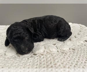 French Bulldog Puppy for sale in BENTON, IL, USA