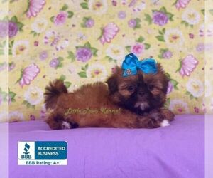 Shih Tzu Puppy for sale in WINNSBORO, LA, USA