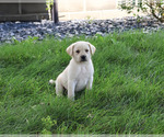 Small #1 Labrador Retriever