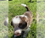 Small Photo #7 Border Collie Puppy For Sale in MARYVILLE, TN, USA