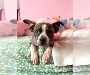 Turnip - Male Boston Terrier-Unknown Mix Dog for Adoption - Photo #4
