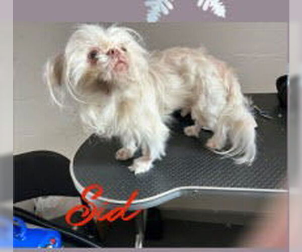 Medium Photo #1 Shinese Puppy For Sale in Ellijay, GA, USA