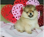 Small Photo #2 Pomeranian Puppy For Sale in BEVERLY HILLS, CA, USA