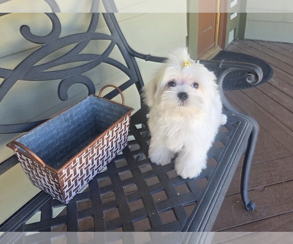 Medium Photo #1 Maltese Puppy For Sale in SANTA CLARITA, CA, USA