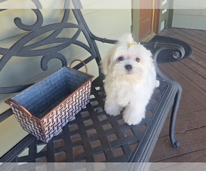Maltese Puppy for Sale in SANTA CLARITA, California USA
