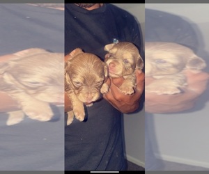 Griffonshire Puppy for sale in AURORA, CO, USA