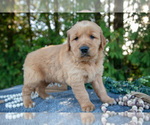Small Photo #22 Golden Retriever Puppy For Sale in NAPPANEE, IN, USA