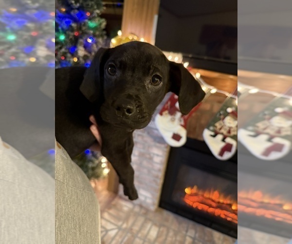 Medium Photo #2 Coonhound Puppy For Sale in ZANESVILLE, OH, USA