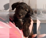 Small Photo #2 Collie-Poodle (Miniature) Mix Puppy For Sale in PERU, IN, USA