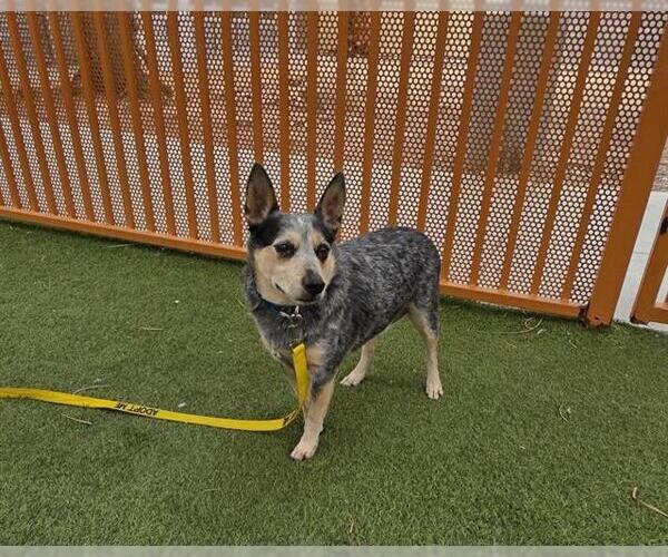 Medium Photo #2 Mutt Puppy For Sale in Las Vegas, NV, USA
