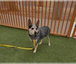 Small Photo #2 Mutt Puppy For Sale in Las Vegas, NV, USA