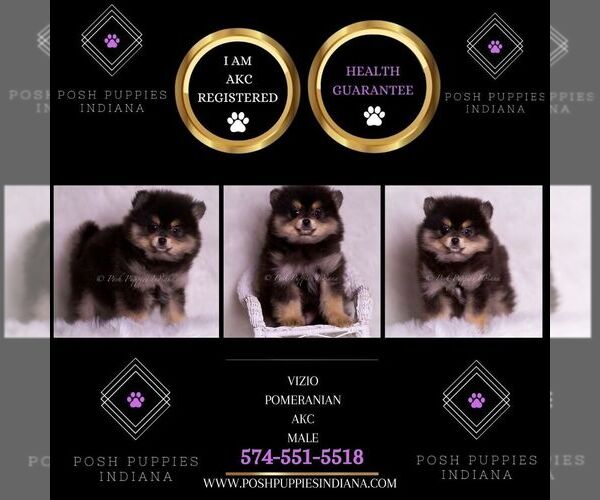 Medium Photo #108 Pomeranian Puppy For Sale in WARSAW, IN, USA