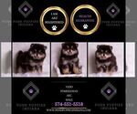 Small Photo #108 Pomeranian Puppy For Sale in WARSAW, IN, USA