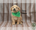 Small #1 Golden Labrador