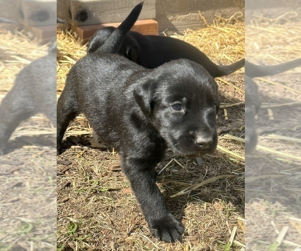 Medium Photo #6 Labrador Retriever Puppy For Sale in GOODHUE, MN, USA