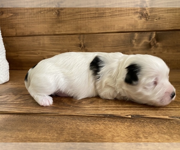 Medium Photo #4 Maltipoo-Morkie Mix Puppy For Sale in LITHIA, FL, USA