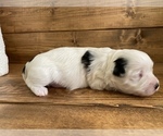 Small Photo #4 Maltipoo-Morkie Mix Puppy For Sale in LITHIA, FL, USA