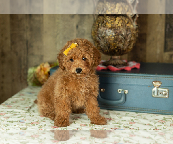 Medium Photo #2 Miniature Labradoodle Puppy For Sale in NAPPANEE, IN, USA