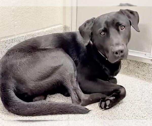 Medium Photo #2 Labrador Retriever Puppy For Sale in Houston, TX, USA