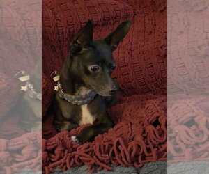 Chihuahua Dogs for adoption in Rosenberg, TX, USA