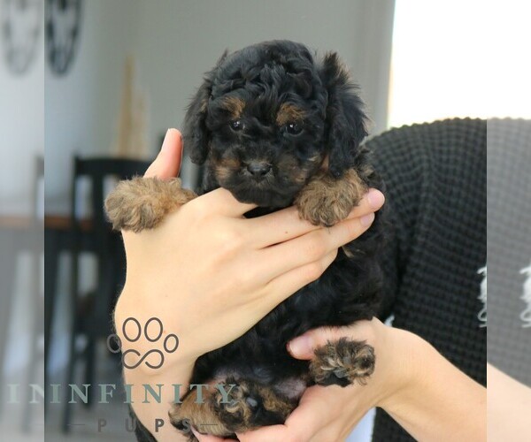 Medium Photo #3 Poodle (Miniature) Puppy For Sale in GORDONVILLE, PA, USA
