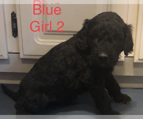 Medium Photo #2 Goldendoodle-Poodle (Standard) Mix Puppy For Sale in CLINTON, MO, USA
