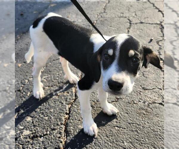 Medium Photo #1 Mutt Puppy For Sale in San Antonio, TX, USA