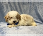 Hercules - Male Bichpoo Puppy for Sale - Photo #7