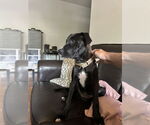 Small #3 Great Dane-Labrador Retriever Mix