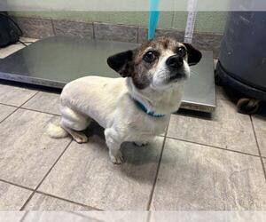 Dachshund-Unknown Mix Dogs for adoption in Grand Prairie, TX, USA