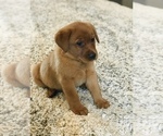 Small #7 Labrador Retriever