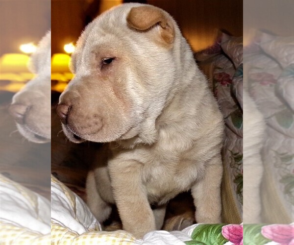 Medium Photo #3 Chinese Shar-Pei Puppy For Sale in DUNNELLON, FL, USA