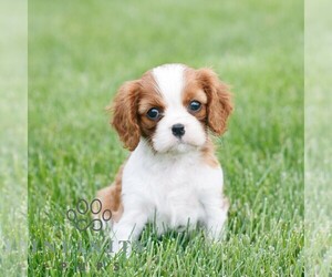 Cavalier King Charles Spaniel Puppy for sale in NARVON, PA, USA