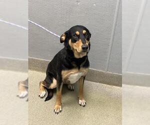 Rottweiler-Unknown Mix Dogs for adoption in Las Vegas, NV, USA