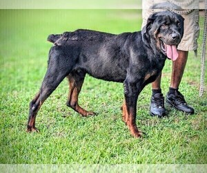 Father of the Rottweiler puppies born on 09/03/2025