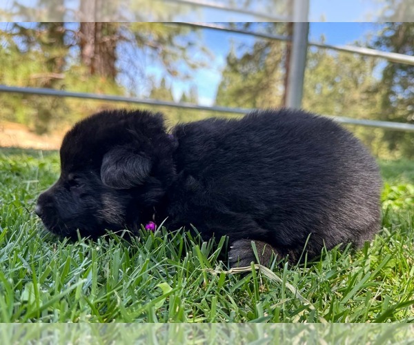 Medium Photo #18 German Shepherd Dog Puppy For Sale in MARIPOSA, CA, USA