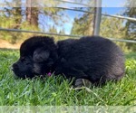 Small Photo #18 German Shepherd Dog Puppy For Sale in MARIPOSA, CA, USA