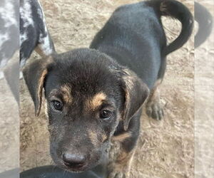 Catahoula Leopard Dog-Unknown Mix Dogs for adoption in Alexander, AR, USA