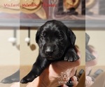 Small Photo #31 Labrador Retriever Puppy For Sale in POCAHONTAS, IL, USA