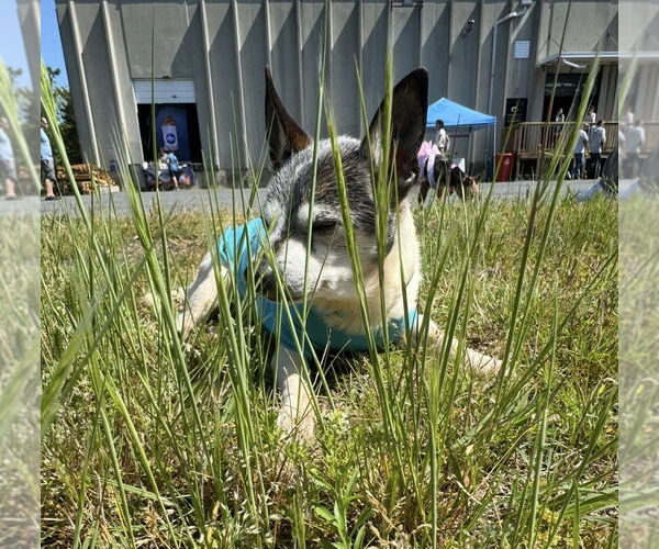 Medium Photo #10 Chihuahua-Unknown Mix Puppy For Sale in Mooresville, NC, USA