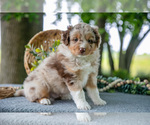 Small #4 Miniature Australian Shepherd