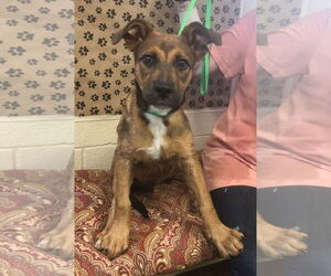 German Shepherd Dog-Unknown Mix Dogs for adoption in Amarillo, TX, USA