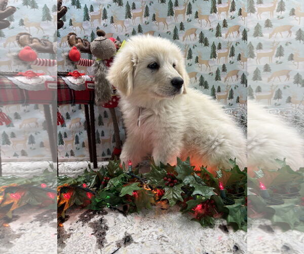 Medium Photo #2 Great Pyrenees Puppy For Sale in Spring, TX, USA
